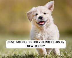 We strive to consecutively produce golden retrievers with good instincts, who are healthy, and sound in body and mind. 4 Best Golden Retriever Breeders In New Jersey 2021 We Love Doodles