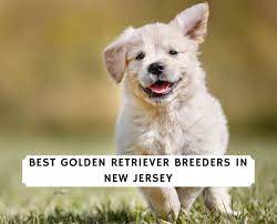 It is very intelligent and some of the golden retriever's talents are hunting, tracking, retrieving, narcotics detection, agility be ahead of the crowd when a new golden retriever is available by signing up to our puppy alert. 4 Best Golden Retriever Breeders In New Jersey 2021 We Love Doodles