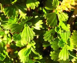 Image result for Myrothamnaceae