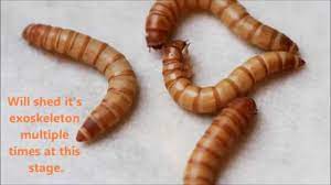 Are Mealworms Bad For Bearded Dragons 3 Things You Must Know Bearded Dragon Tank