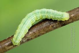 Image result for Operophtera brumata