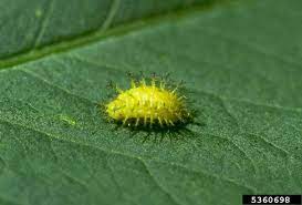 In 1918 the mexican bean beetle was first discovered in alabama and by the late 1920's, the beetle had spread as far north as canada and west to michigan. Mexican Bean Beetle Bugwoodwiki