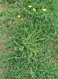 Image result for Crepis urundica