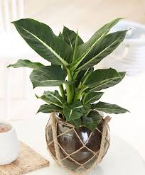Dieffenbachia Green Magic Green Magic Plants Low Light House Plants