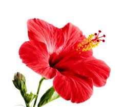 The one that you received might be slightly Ancient Clay Bath Hibiscus 12oz