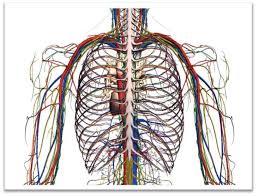Circulația sistemică începe în ventriculul stâng. Circulatia Sangelui