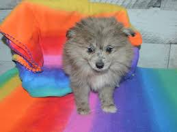 Welcome to the home of the most coveted of blue and red merle welsh corgis in the world! Pomeranian Dog Female Blue Merle 3016358 Petland Dunwoody Puppies For Sale