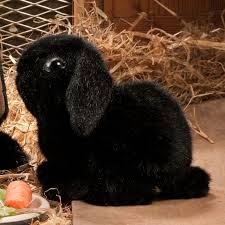 When a dwarf bunny is lying completely stretched with the ears pulled back against the body and eyes closed half way it indicates immense pleasure and. 6161 Skipper Dwarf Lop Eared Bunny Rabbit Black Pets Animals Cute Animals