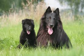 The mom is american bulldog and dad is french bulldog. Belgian Sheepdog Dog Breed Information