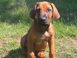 Your cute pet may give you a big disease. Health Benefits Of Companion Animals Pets Pet Care Andrew Weil M D