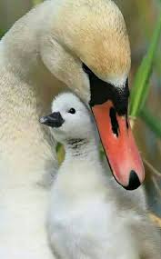 Beautiful Swan With Some Kind Of Disgusting Baby Duck Reject Pet Birds Beautiful Birds Animals Beautiful