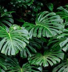 Image result for Monstera