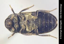 Image result for dermestidae