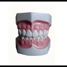 503 likes · 5 talking about this. Jual Alat Peraga Simulasi Manikin Model Gigi Dental Fiber Glass Apm 45 Pt Hildan Fathoni Indonesia Malang Jawa Timur Indotrading