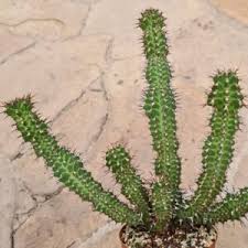Image result for Orbea knobelii