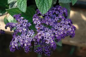 This easy to grow compact evergreen shrub is one of the best fragrant indoor plants for offices and homes alike! Best Smelling Houseplants Diy Network Blog Made Remade Diy
