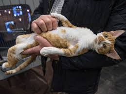 But for some reason my cat is always awake midmorning and midafternoon, when i'm at my most busy with work. Veterinarians Reveal Things You Should Never Do To A Cat