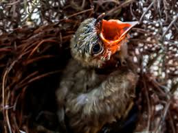 Check out our robin feeding selection for the very best in unique or custom, handmade pieces from our shops. What To Feed A Baby Bird For The Best Nutrition
