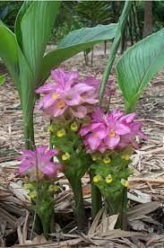 Cheilocostus Speciosus Red Stem Bamboo Land Nursery Qld Australia In 2020 Ginger Plant Flower Lily Plants Australian Native Plants