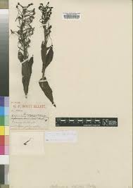 Image result for Habenaria uhehensis