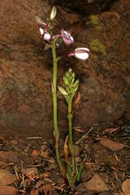 Image result for Eulophia hians