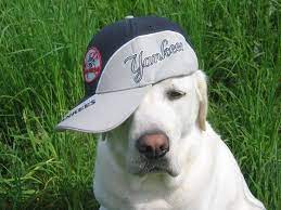 Go Yankees Go Yankees Yankees Baseball Yankees