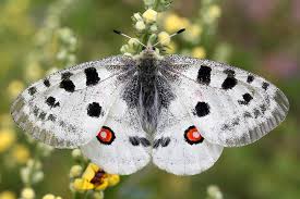 Image result for Parnassius apollo