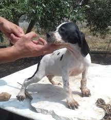 Explore 7 listings for english pointer puppies for sale uk at best prices. English Pointer Puppies For Sale Verry English Pointer Dog In Lebanon Facebook