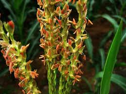 These flowers look so beautiful and simple. Maize Flower Tcm Herbs Tcm Wiki