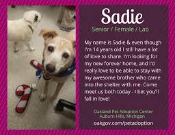 We require fences for some of our dogs for a range of reasons. Ten Lovely Adoptable Labs In Michigan Puppy Leaks