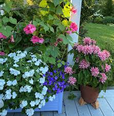 Image result for Impatiens wallerana