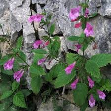 Image result for Clinopodium simense