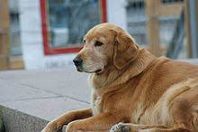 We did not find results for: Golden Retriever Wikipedia