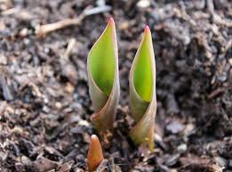 Tout Savoir Sur Le Paillage Calendrier Lunaire Jardin Astuce Jardin Et Jardin Potager