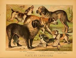 We did not find results for: Dog Breed Wikiwand