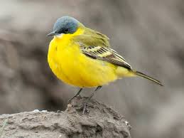 As its name implies, it wags its tail from time to time. Yellow Wagtail In China Shanghai Birding ä¸Šæµ·è§‚é¸Ÿ