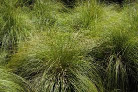 Image result for Sporobolus spicatus