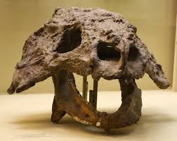 Image result for Scutosaurus