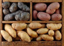 The maine potato lady po box 65 guilford, me 04443 phone. Planting Potatoes