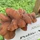 Fantastic Fungi Quest event image