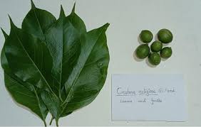 Image result for Crateva