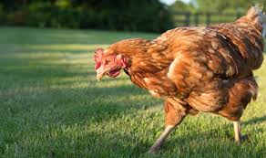 Efforts to make a vaccine have not been very successful and currently scientists are working on a new vaccine made out of chicken eggs. Uk Bird Flu Outbreak Human Symptoms Of Avian Influenza Revealed Express Co Uk