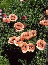 Orientalischer Mohn Papaver Orientale Hauenstein Rafz Orientalisch Pflanzen Mohn