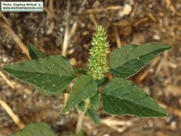 Image result for Amaranthus deflexus