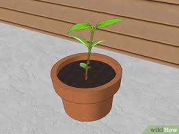 Check spelling or type a new query. How To Propagate Clematis With Pictures Wikihow