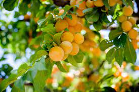 If they have greater amount of annual shoot growth it would indicate either you are over pruning or over fertilizing. There Are Many Reasons Fruit Trees Take Years To Bear Fruit Here 39 S How Home Fruit Growers Can Make Sure Their Fruit Fruit Plants Citrus Trees Fruit Trees