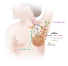 People can often see swollen lymph nodes. Overview Of The Breast Breast Pathology Johns Hopkins Pathology