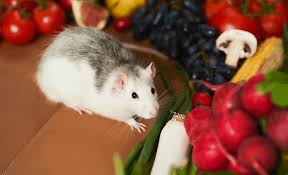 Maybe you would like to learn more about one of these? The Ultimate Guide To The Top 100 Foods To Feed Your Rats