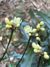 Image result for Corchorus saxatilis
