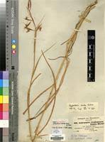 Image result for Hyparrhenia tamba